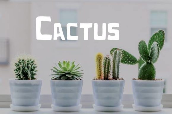 Cactus Font: The Playful Squared Display Typeface for Marketers